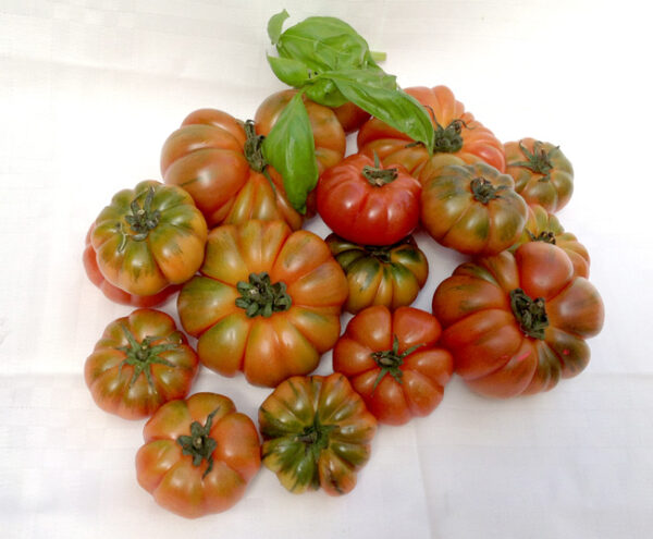 pomodori-pachino-verdi